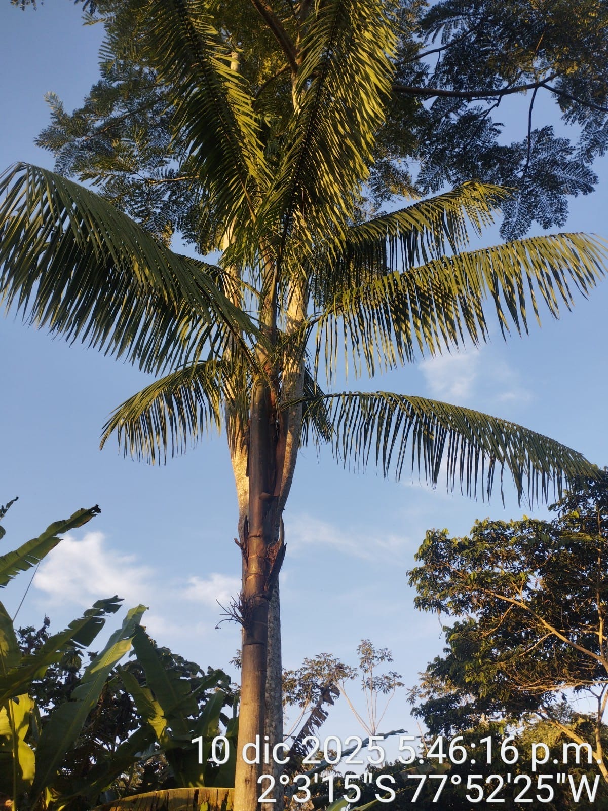 PALMERA TINTIUK