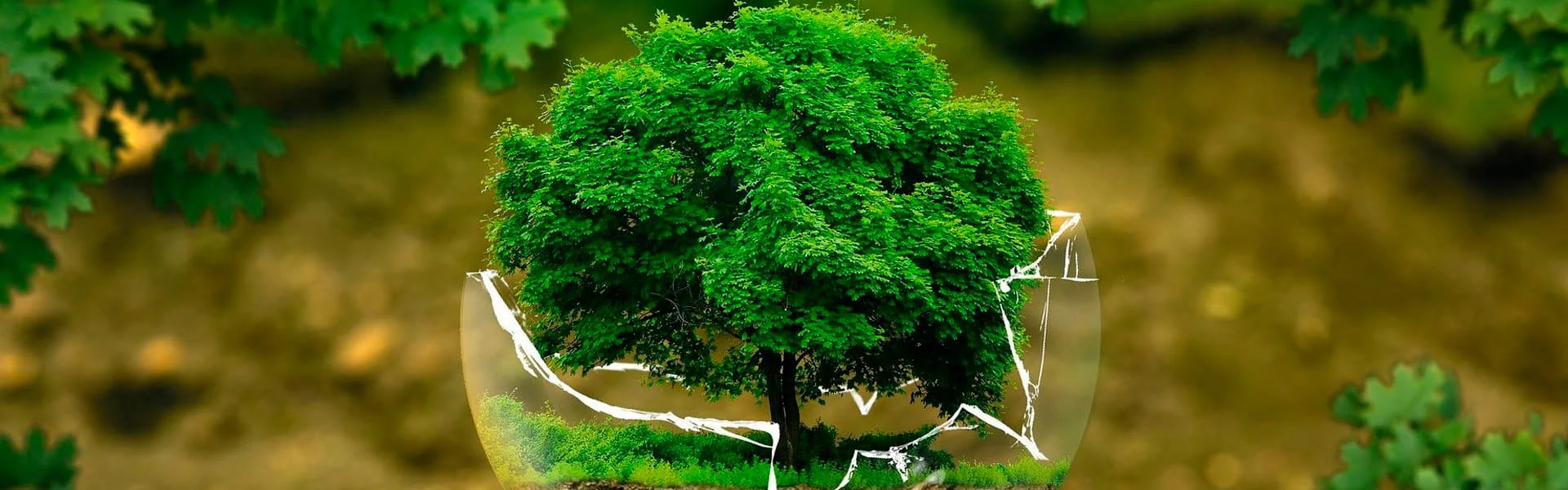 Paisajes de vegetación virgen.