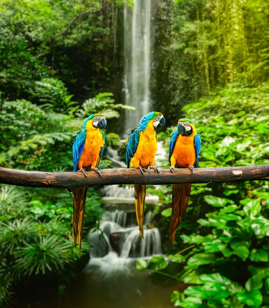 Biodiversidad en Movimiento: Colores y Sonidos de la Selva